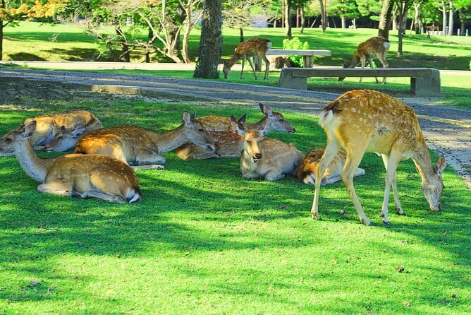 Kyoto and Nara UNESCO Highlights Full-day Tour From Osaka - What the $62.75 price really gets you
