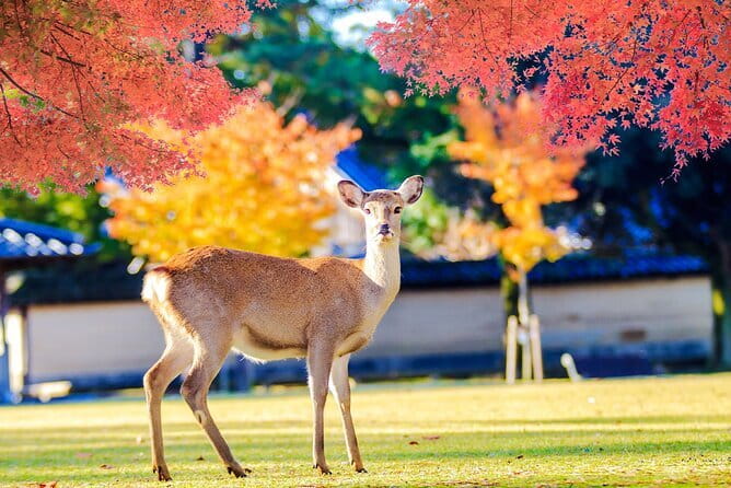 Kyoto and Nara UNESCO Highlights Full-day Tour From Osaka - Nara Park, friendly deer, and Todaiji Temple
