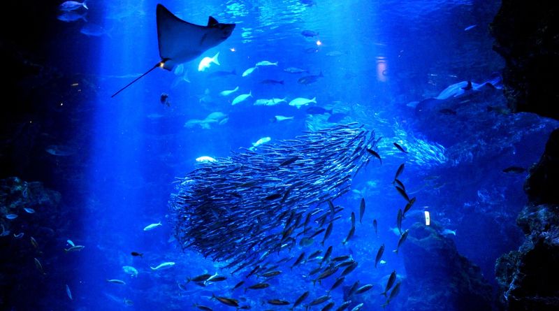Kyoto Aquarium Admission Ticket - What the ticket costs, and what it buys