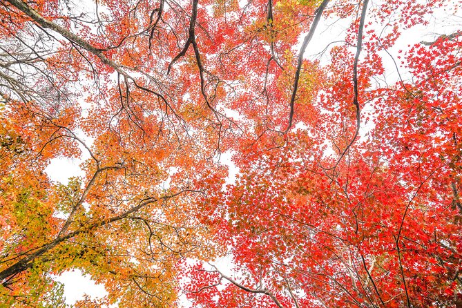 Kyoto Arashiyama Bamboo forest & Garden Half-Day Walking Tour - Sagaogurayama for a slower hour