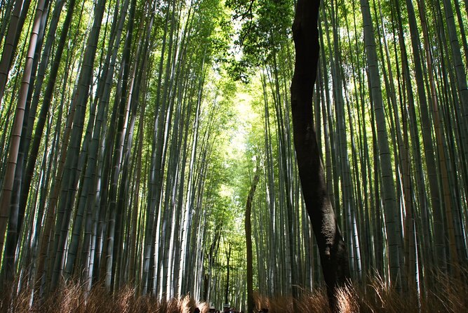 Kyoto: Arashiyama Bamboo Forest, Monkeys, Matcha & Temple Tour - Togetsukyo Bridge and the river view