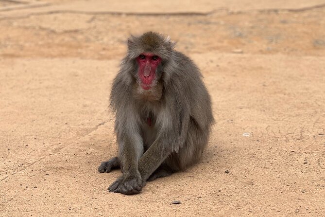 Kyoto: Arashiyama Bamboo Forest, Monkeys, Matcha & Temple Tour - Is $53.06 a fair price?