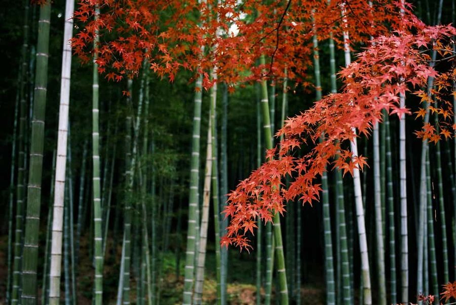 Kyoto: Arashiyama Bamboo, Togetsukyo bridge, Sanso, and more - Starting at Randen Arashiyama Station