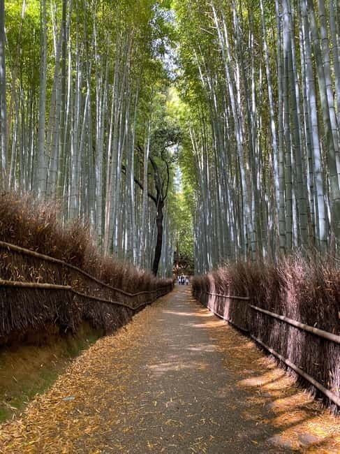Kyoto: Arashiyama Guided Tour, Bamboo, Monkey, Zen Temple - How the guides shape the day