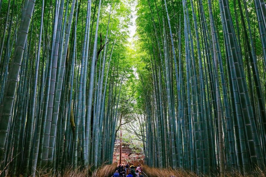 Kyoto: Arashiyama Tour with optional Sagano Romantic Train - Why this Arashiyama tour works well