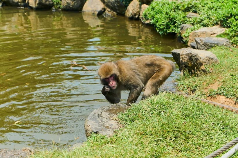 Kyoto: Arashiyama UNESCO Walking Tour with Admission - Matcha, wagashi, and bamboo souvenirs