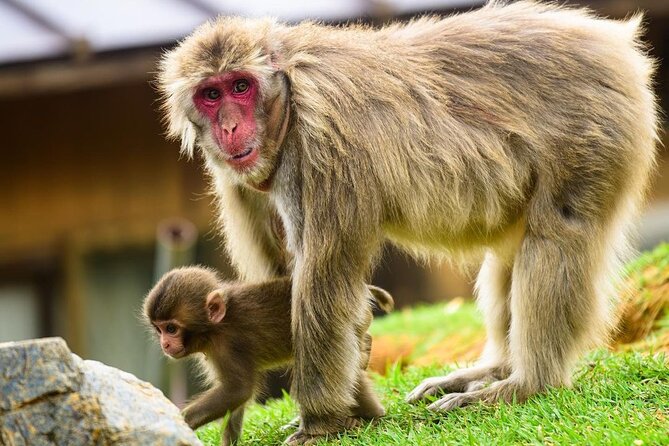 Kyoto Arashiyama Walking Tour: Bamboo, Monkeys, Gardens & Secrets - Nonomiya Shrine and the meaning of purification
