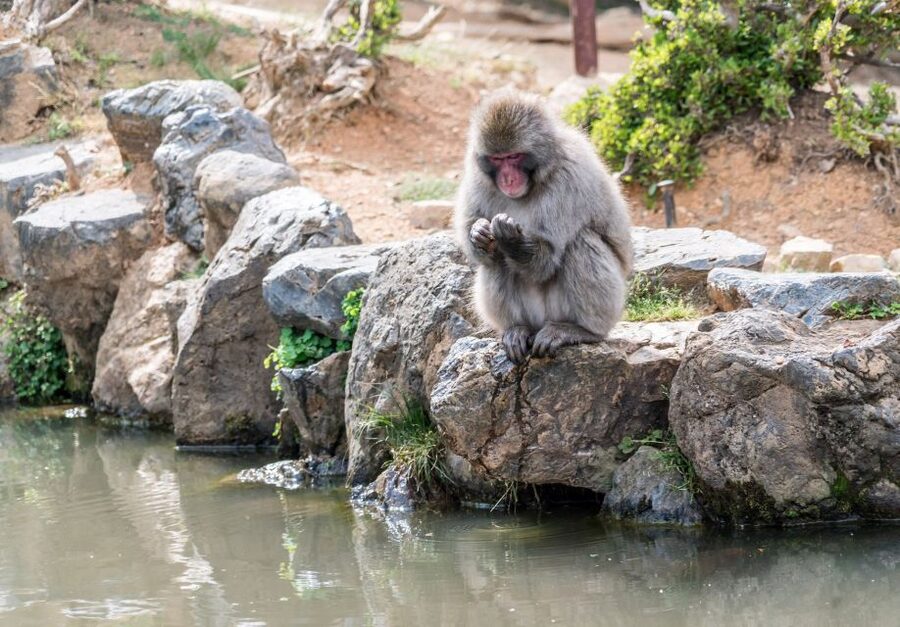 Kyoto: Fushimi, Arashiyama - Bamboo, Monkey, Torii & Secrets - Climbing to Monkey Park for Kyoto views