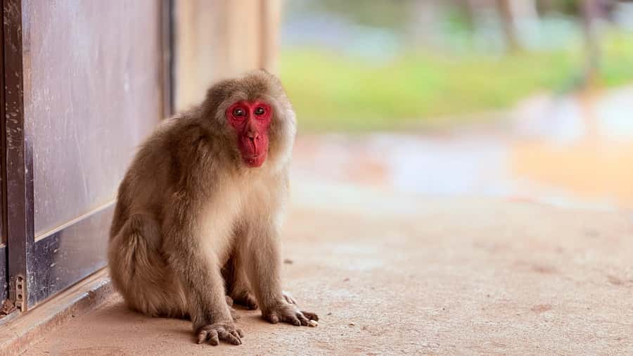 Kyoto: Fushimi, Arashiyama - Bamboo, Monkey, Torii & Secrets - Moving from Fushimi to Arashiyama