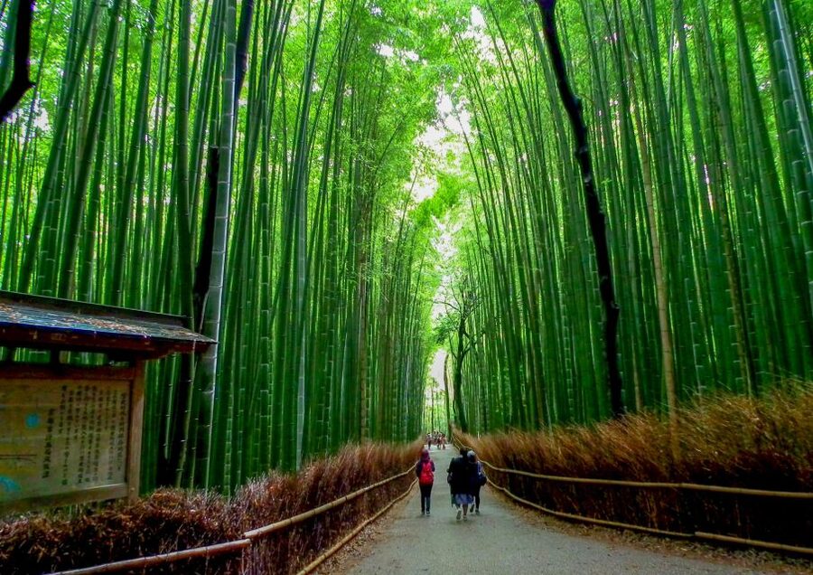 Kyoto: Japanese Gardens Private Customizable Tour - Choosing a route from Kyoto’s best gardens
