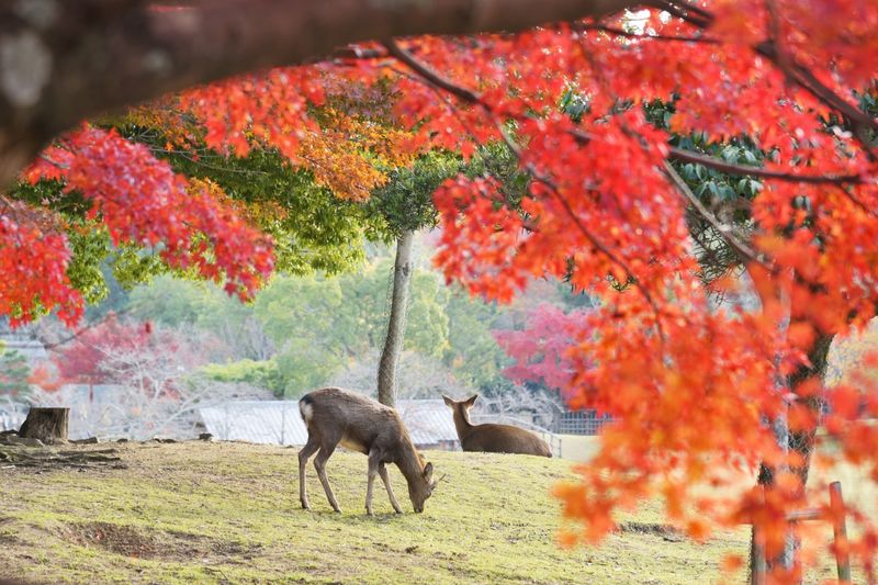 [Kyoto & Nara Day Tour] Sagano Scenic Railway & Nara Park & Fushimi Inari Taisha Thousand Torii Gates & Togetsukyo Bridge & Bamboo Grove & Kimono Forest (Departing from Osaka) - Nara Park: close encounters with deer