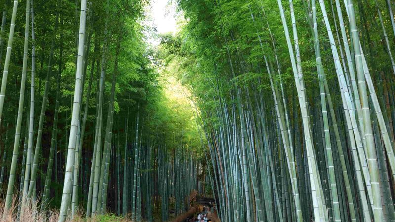 [Kyoto & Nara Day Tour] Sagano Scenic Railway & Nara Park & Fushimi Inari Taisha Thousand Torii Gates & Togetsukyo Bridge & Bamboo Grove & Kimono Forest (Departing from Osaka) - Is the starting price good value?