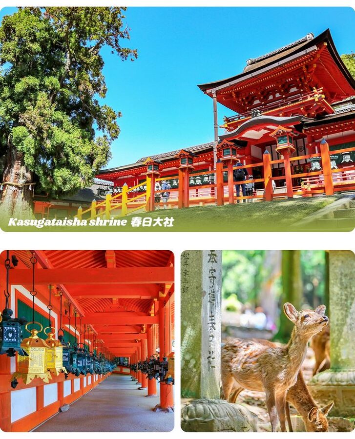 Kyoto Nara Day Trip │ Kiyomizu-dera Temple + Fushimi Inari-taisha Shrine + Nara Park (Departing from Osaka/Kyoto) - Should you book this Kyoto and Nara day trip?