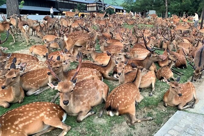 Kyoto & Nara Private Tour from Osaka Kyoto Hotel Pick-up - Key points to know before booking