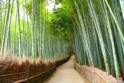 Kyoto & Nara Private Tour from Osaka Kyoto Hotel Pick-up