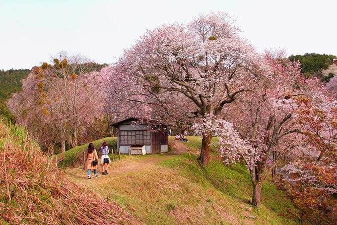 Kyoto & Nara Private Tour from Osaka Kyoto Hotel Pick-up - Fushimi Inari’s vermilion gates