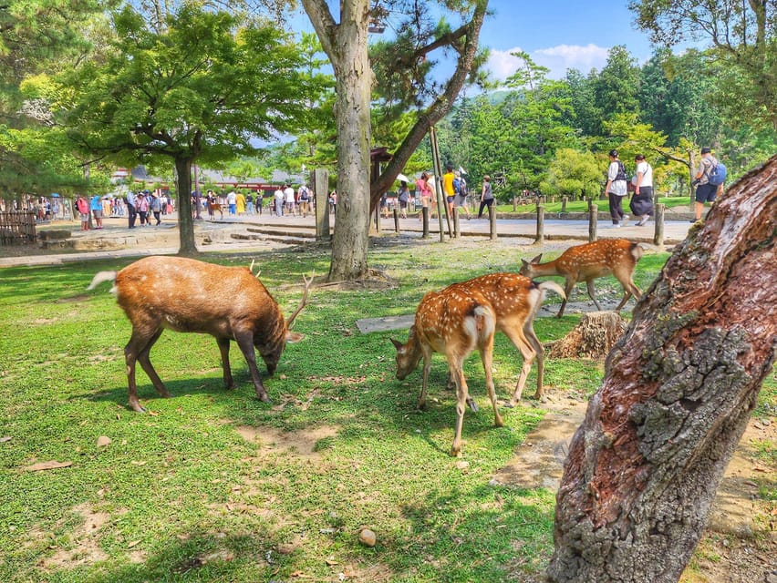 Kyoto: Nara, Todaiji, Kasuga Taisha Shrine Private Full Day - Meeting at Kyoto Station and taking the train to Nara