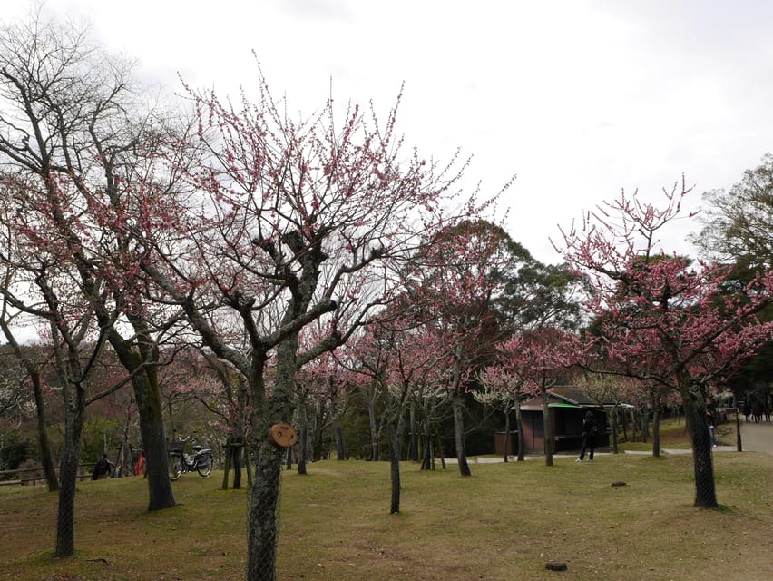 Kyoto: Nara, Todaiji, Kasuga Taisha Shrine Private Full Day - Optional lunch at Kotoya Restaurant