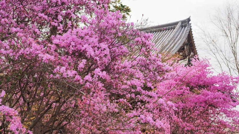 Kyoto: Ninnaji Temple Entry Ticket - Key points to know before entering Ninnaji