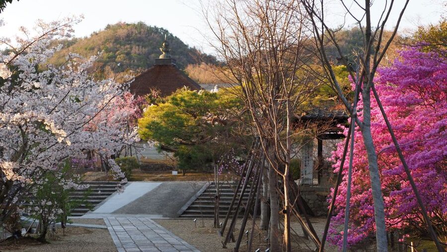 Kyoto: Ninnaji Temple Entry Ticket - Timing your one-day ticket wisely