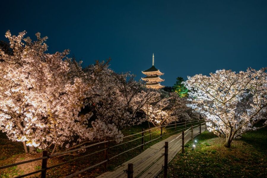 Kyoto: Ninnaji Temple Entry Ticket - Accessibility, cancellation, and practical value