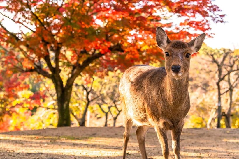 Kyoto/Osaka: Kinkakuji, Bamboo Forest, and Nara Deer Park - Key points to know before booking