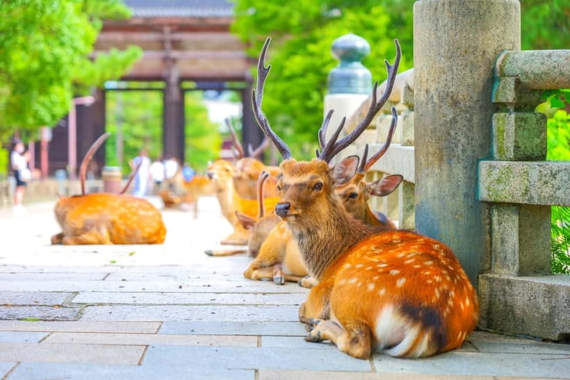 Kyoto/Osaka: Kinkakuji, Bamboo Forest, and Nara Deer Park - Starting from Kyoto or Osaka