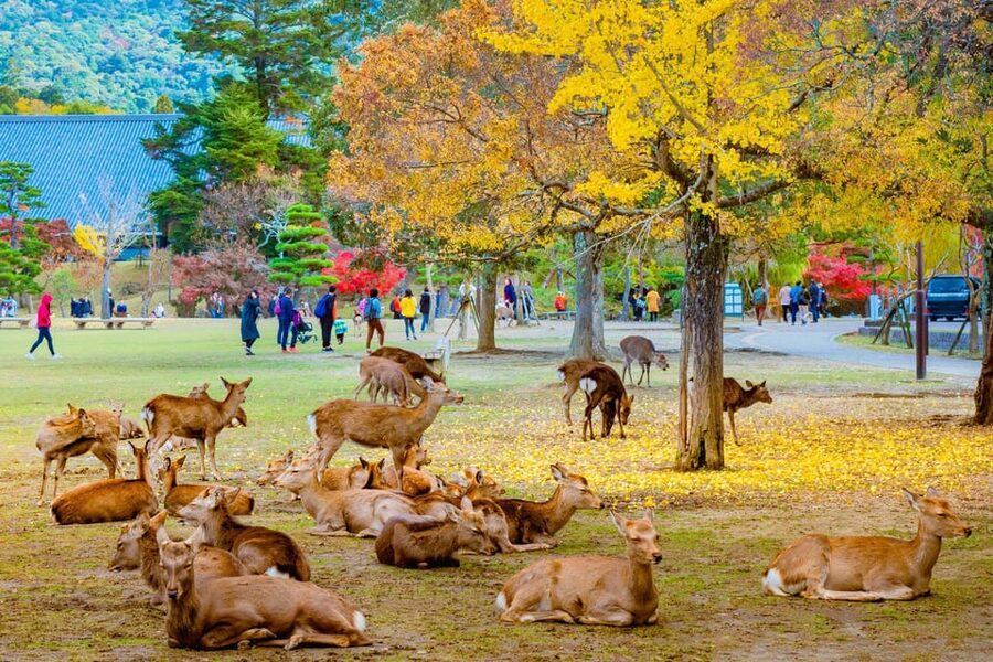 Kyoto/Osaka: Kyoto and Nara Customized Private Guided Tour - Key points to know before booking