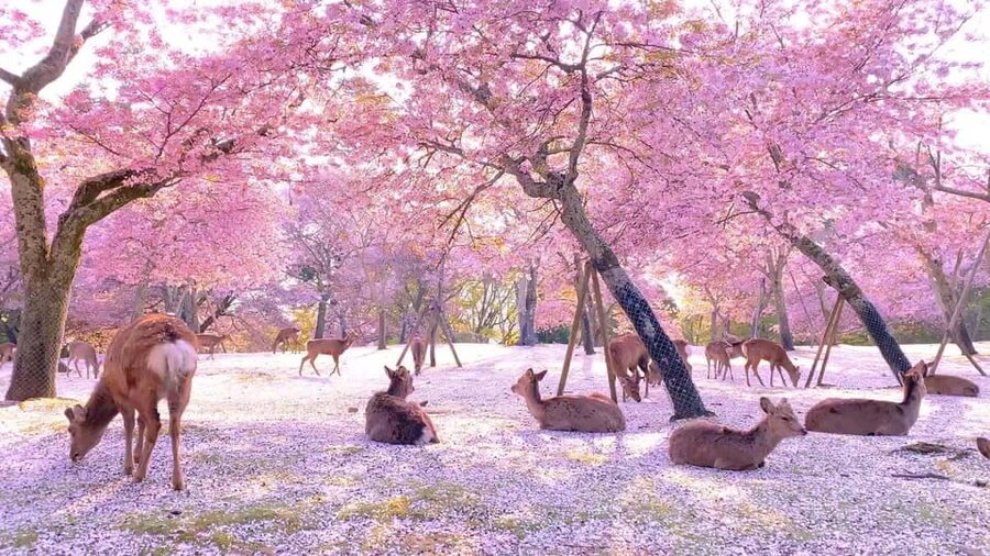 Kyoto/Osaka: Kyoto and Nara Customized Private Guided Tour - What this private Kyoto and Nara day is really like