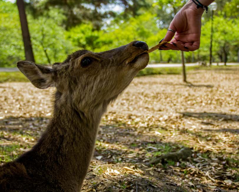 Kyoto/Osaka: Kyoto&Nara Customized Private Highlights Tour - Crossing to Nara Park and Todai-ji