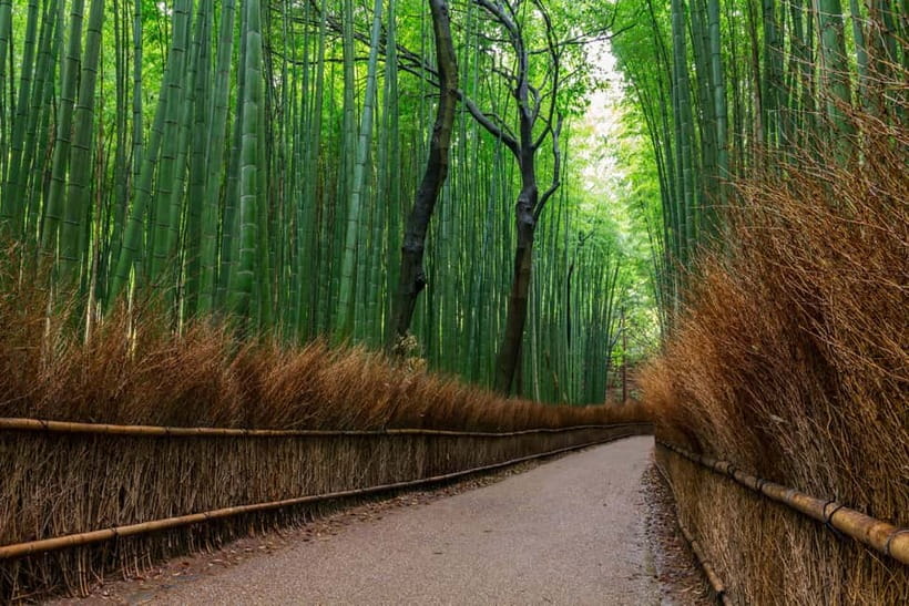 Kyoto/Osaka: Nara, Fushimi Inari Taisha, Arashiyama Bus Tour - The best parts of this $52 day out