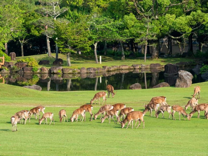 Kyoto/Osaka: Nara, Fushimi Inari Taisha, Arashiyama Bus Tour - Arashiyama: bamboo, temples, bridges, and free time