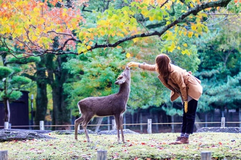 Kyoto/Osaka: Nara, Fushimi Inari Taisha, Arashiyama Bus Tour - Why the guides matter so much