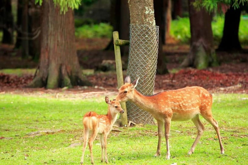 Kyoto/Osaka: Nara, Fushimi Inari Taisha, Arashiyama Bus Tour - Who should book this day tour?