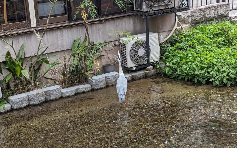Kyoto: Personalize, private tour (3h, 5h, 8h) [W/Car Option] - Temples, traditions, and Kyoto’s long story