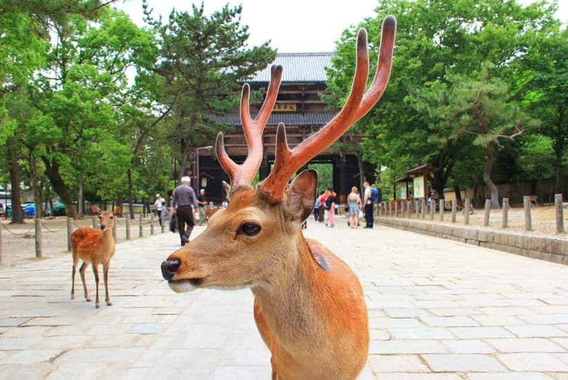 Kyoto: Private Customizable Day Tour with Guide and Vehicle - What the guides add beyond driving