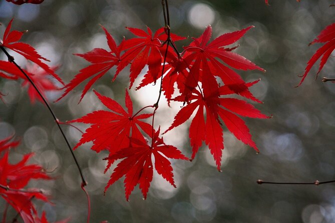Kyoto: Private Flexible 3 hours tour with a local guide - Key points to know before booking