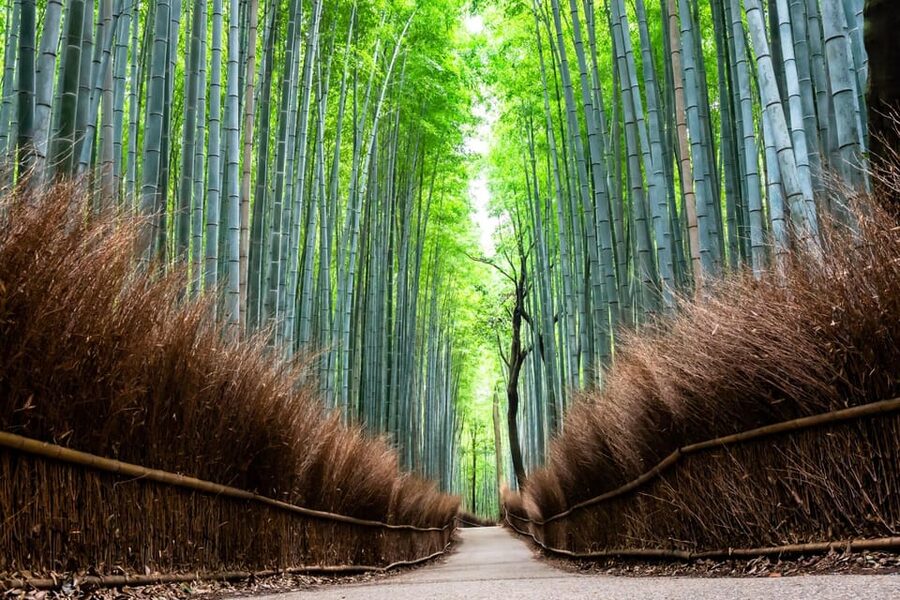 Kyoto: Private Full-Day Tour by Car - Arashiyama and the bamboo forest