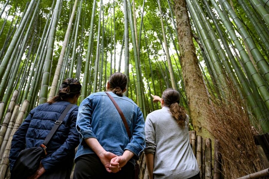 Kyoto to Arashiyama Day Trip - Private & Personalized - Walking through the Bamboo Grove