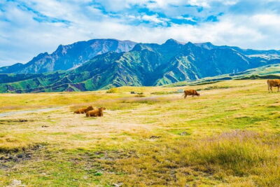 Kyushu: Aso Vocano, Grassland,Onsen and Aso shrine 1-Day Tour