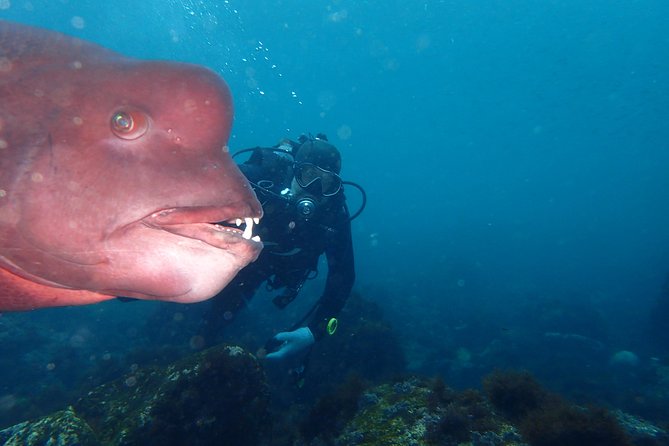 Let's enjoy Scuba diving in Izu Peninsula for certificate Diver - Key points to know before booking