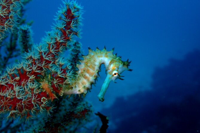 Let's enjoy Scuba diving in Izu Peninsula for certificate Diver - Why Izu Oceanic Park is a strong choice