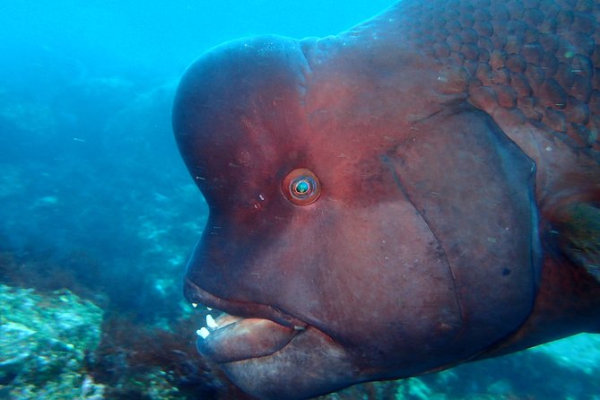 Let's enjoy Scuba diving in Izu Peninsula for certificate Diver - What the two-tank plan means for you