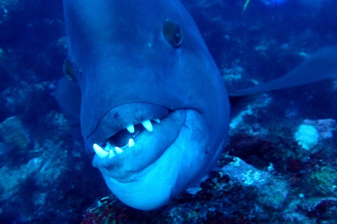 Let's enjoy Scuba diving in Izu Peninsula for certificate Diver - Morita’s calm, careful guiding style