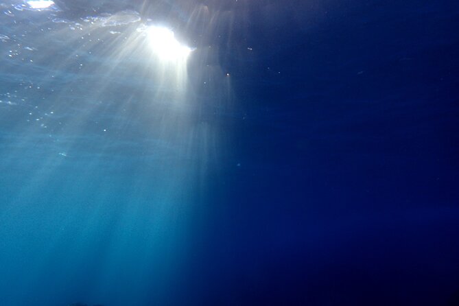 Let's enjoy Scuba diving in Izu Peninsula for certificate Diver - Marine life, from moray eels to juvenile fish