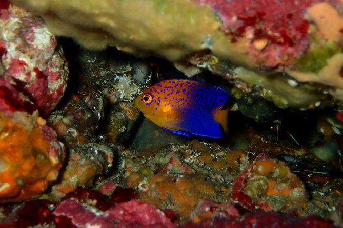 Let's enjoy Scuba diving in Izu Peninsula for certificate Diver - Weather, sea conditions, and cancellation