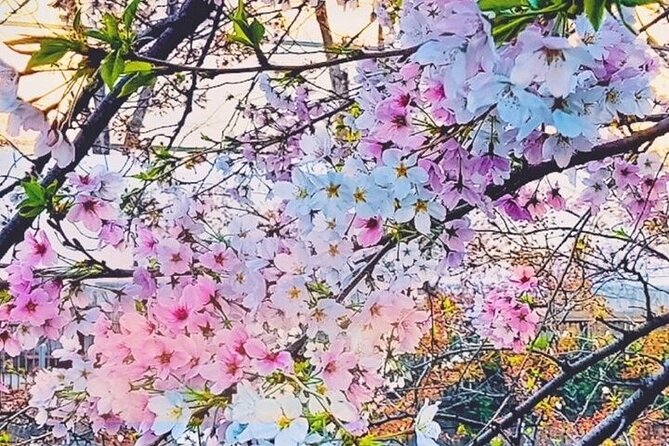 Licensed Guide Tokyo Meguro Cherry Blossom Walking Tour - Starting beside Naka-Meguro’s famous river