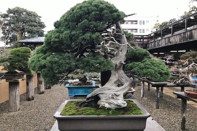 Make Your Own Bonsai with a Professional Bonsai Artist in Tokyo - What happens during the hands-on lesson
