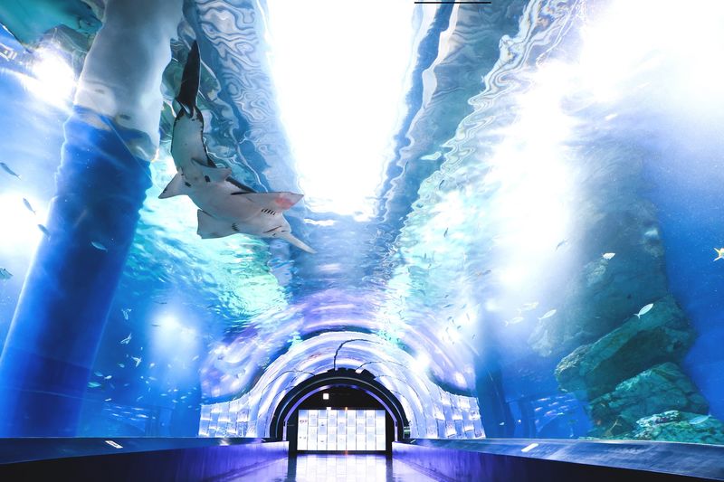 Maxell Aqua Park Shinagawa Ticket - From the entrance to the glowing tanks