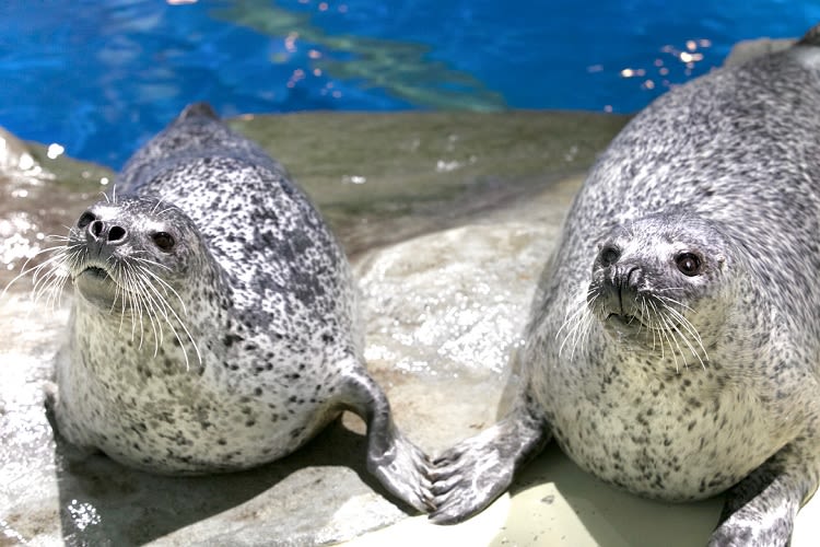 Maxell Aqua Park Shinagawa Ticket - Aqua Jungle and other animal exhibits